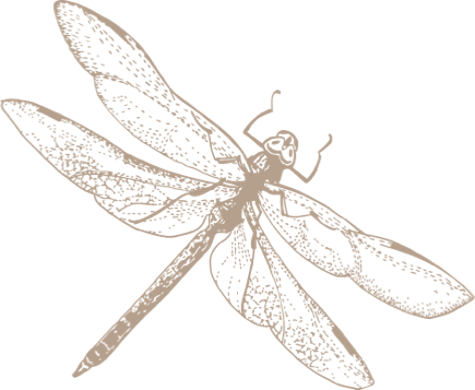 LIBELULA2